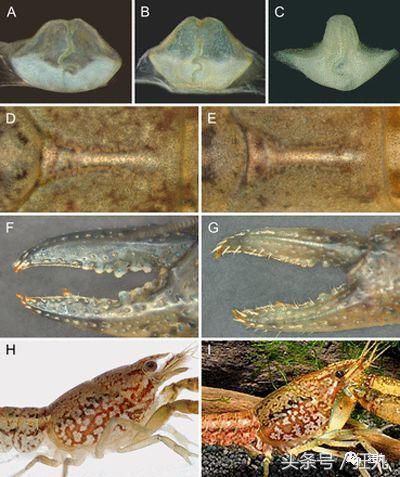 变异小龙虾无限克隆自己攻陷欧洲、非洲，老外开始向中餐求援？