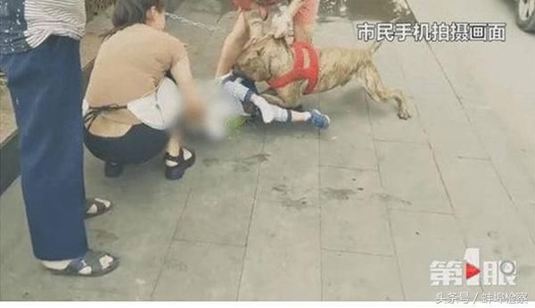 重庆4龄童被拴于人行道的比特犬咬住不松口，众人救下送医