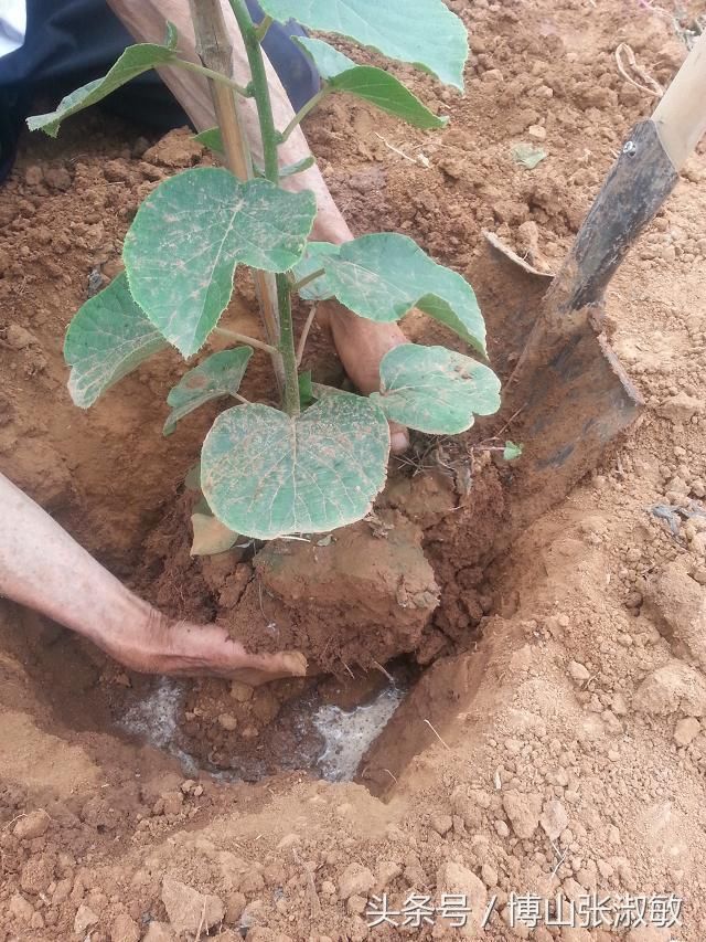 春季苗木种植时节网络购买树苗一定多加注意，尽量实地看货最保险