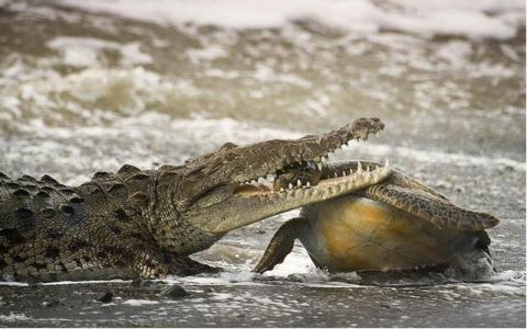 海龟与鳄鱼再次相遇,这次鳄鱼学聪明了,不咬龟