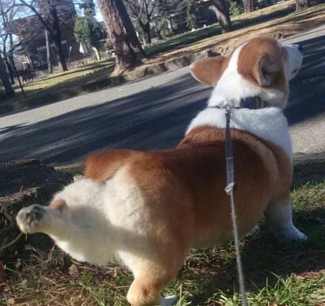 萌宠百万英雄,知道这些你才能好好吸狗撸猫