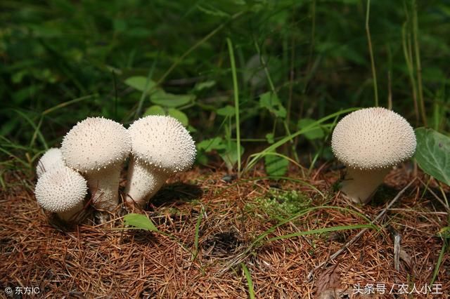 你知道吗？农村最不起眼的这种植物，市场上居然是“无价之宝”！