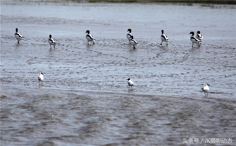 黑嘴鸥、翘鼻麻鸭在辽河绿水湾风景区栖息享受初夏暖阳