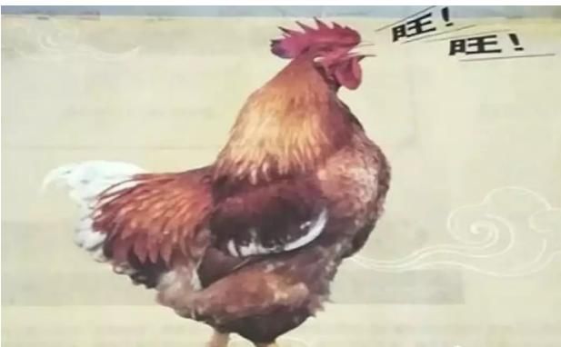 新加坡隔壁大马又逆天,“家”里的“鸡”居然会“旺旺旺”?