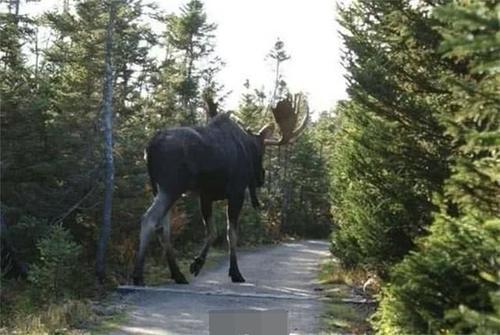 的鹿科动物,三米的身高令人望而却步,绝对的巨兽