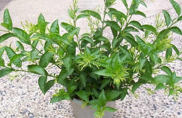 夜来香能驱蚊吗 夜来香有没有毒