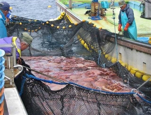 出海遇到万斤水母，但打捞后却一脸沉默，网友自已作死还害无辜