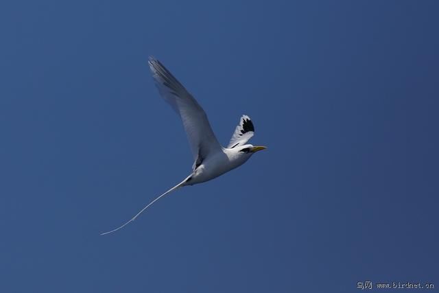 你知道中国的国鸟是什么?3分钟让你知道全球