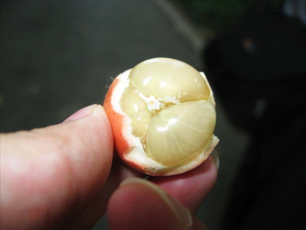 马来西亚有一种结满"肿瘤"的果树，当地人称其能治疗"香港脚"_【快资讯】