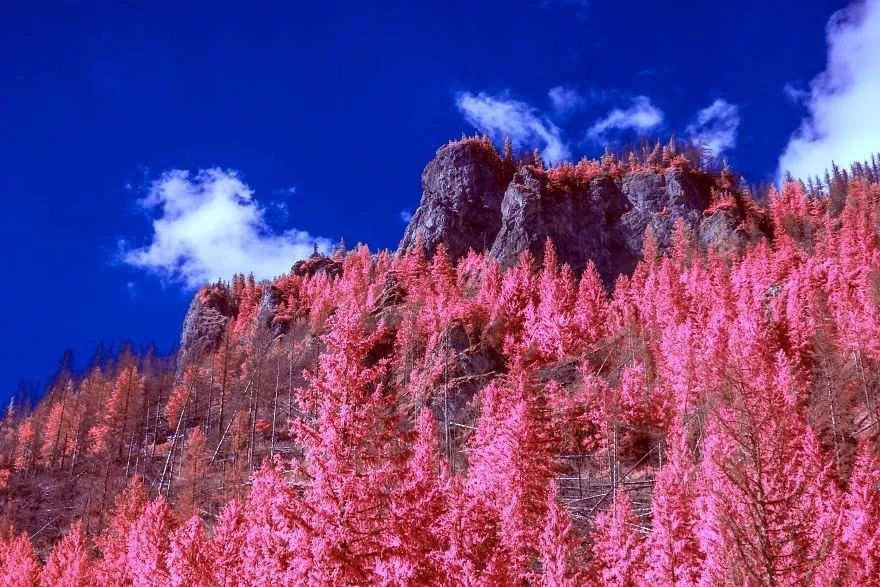 【每日美图】红外摄影里的粉红世界