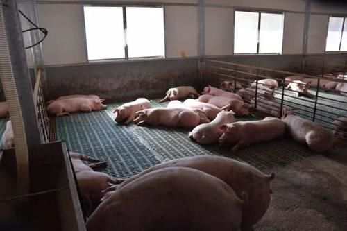 如何生猪养殖