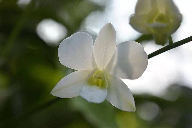 7年前,威廉和凯特参观植物园,王子看到戴安娜