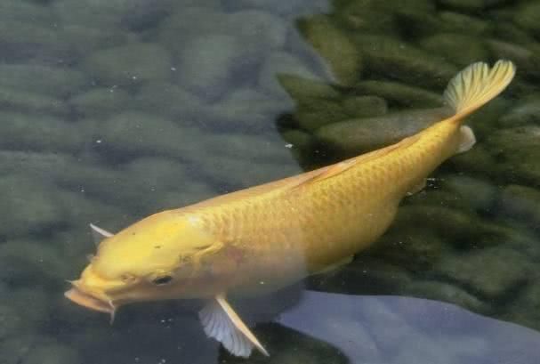 心理测试:选一条最金贵的锦鲤,测你近期有哪种