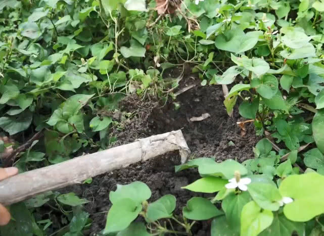 一股味道的股怎么