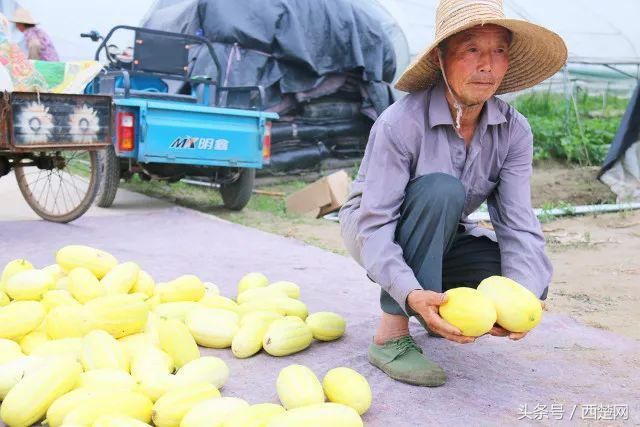 爱心助农沭阳几十万斤香瓜严重滞销，请帮帮瓜农！