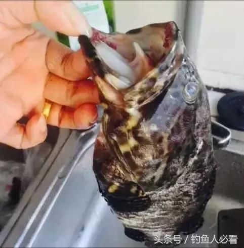 听说多看看人家钓巨物能爆护?