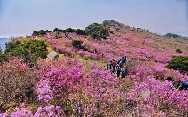 全球最美的8个杜鹃秘境，四川这个地方上榜，去一次难忘一次！