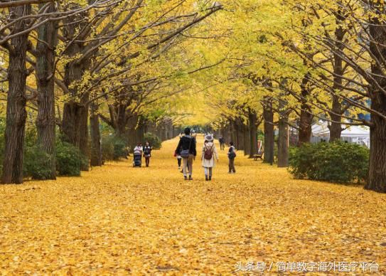 来东京不知该怎么穿?东京一年四季温度资讯和