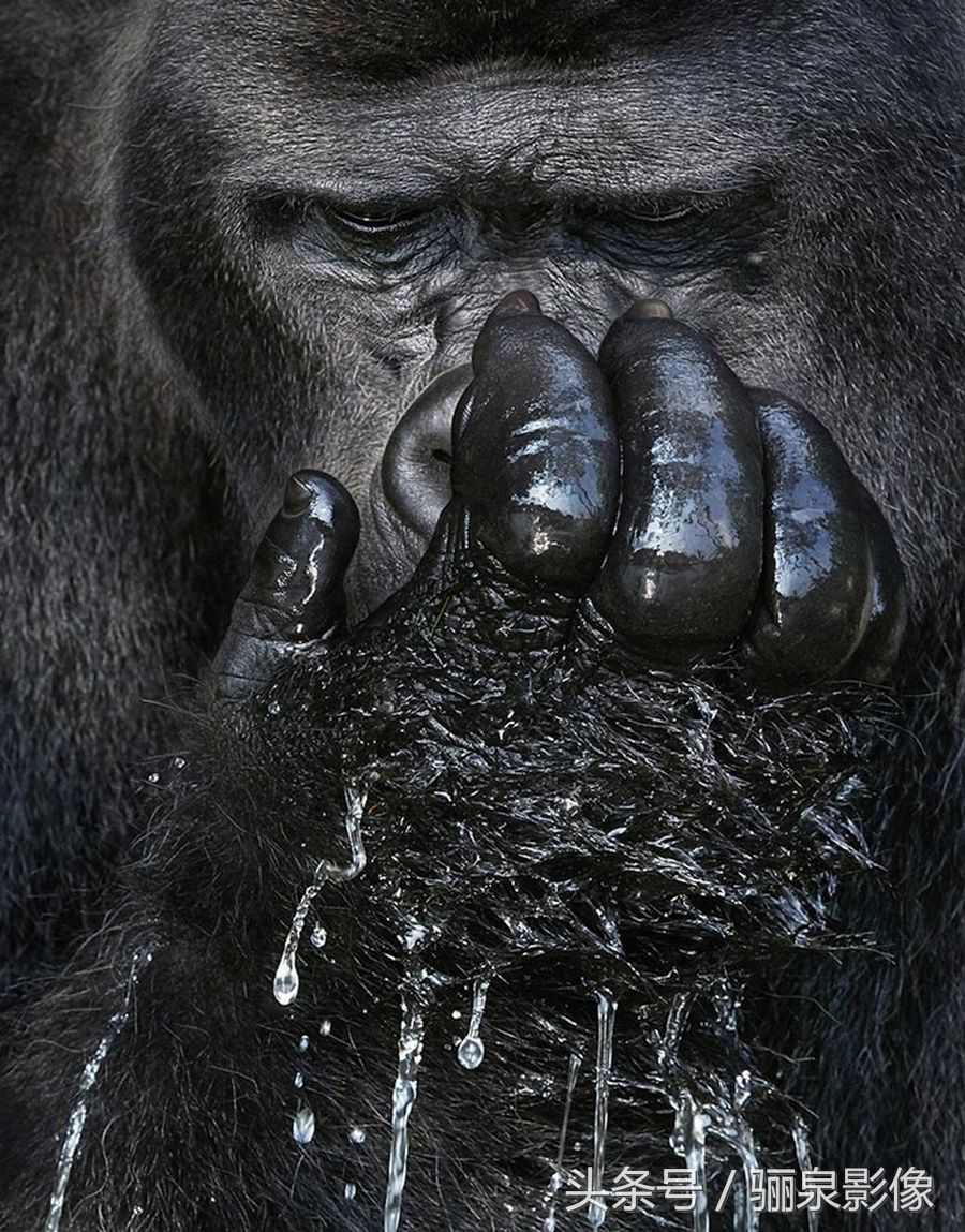 Tim Flach:唤起怜悯之心 充满人性的动物肖像