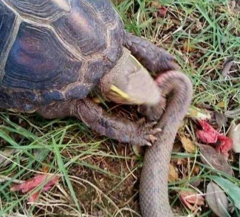 小蛇蛇路边碰到了一顿美味的美食,没想到美食