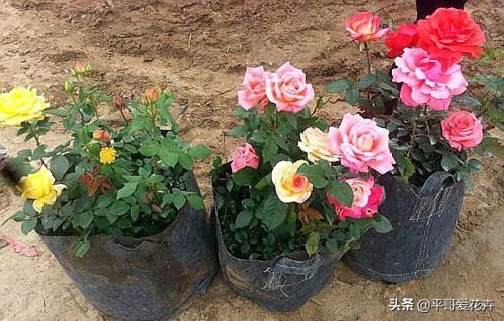 t01fce92e85ee3ff9a5.jpg