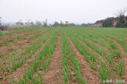 乙草胺能封闭小麦田菵草,但要注意田间不能积