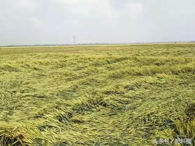 一场冰雹凉了农民的心，今日天气如何？