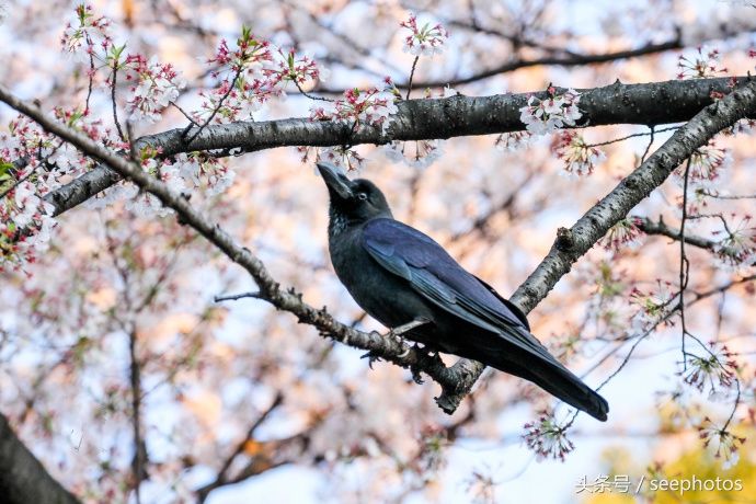 实拍日本上野公园，樱花盛放，规模浩大绚丽多姿，一起去看一下吧