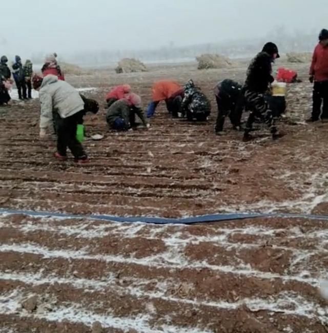 农民冒着风雪种植“大蒜”，成活率大大降低，为什么还要种植呢？