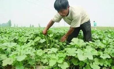 见过这种植物吗？女强人尚红英就是凭借它月赚十万的。