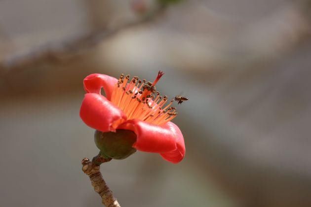 龙陵怒江畔木棉花开别样红