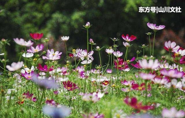 这个人来到西藏后，被西藏人称为“一种花”，至今这种花名都在叫