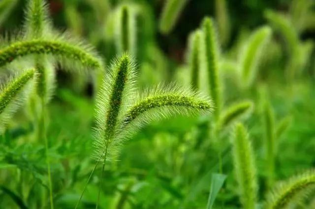 农村随处可见的“狗尾草”，喂猪都觉得嫌弃，没想到它却有鲜为人