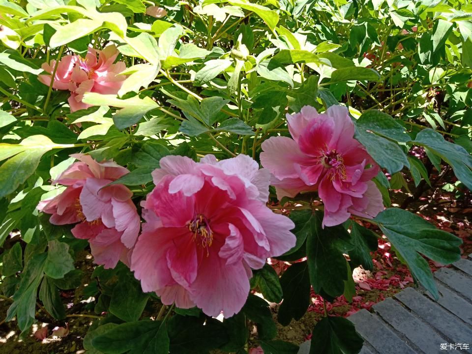 《春之彩》自驾西山启春阁