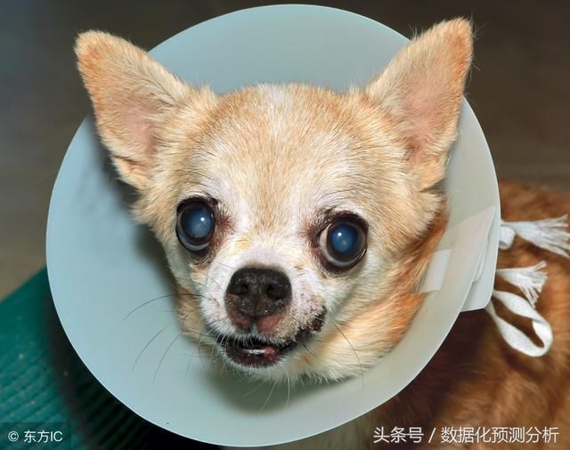 透亮单:够任性!5千元的单子只为冲击乐善奖,脑