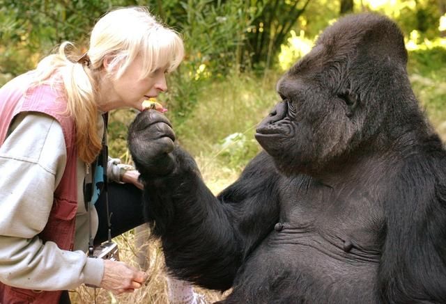 最聪明的大猩猩KoKo去世了,懂手语智商高达8