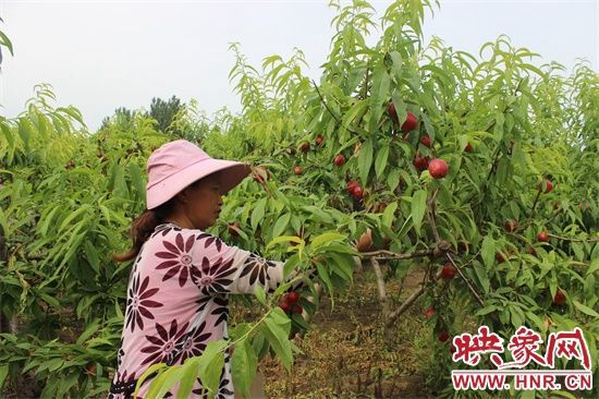 开封万斤桃子成熟遭滞销 免费任摘任吃等你来