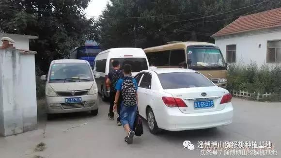 山东猕猴桃案例:猕猴桃发展从理论认知到投资