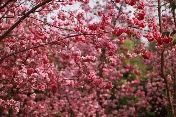 玉溪最全赏花攻略来了，花海之约不要错过!