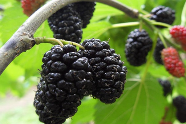 黑桑葚的作用与功效,食用黑桑葚的功效和作用