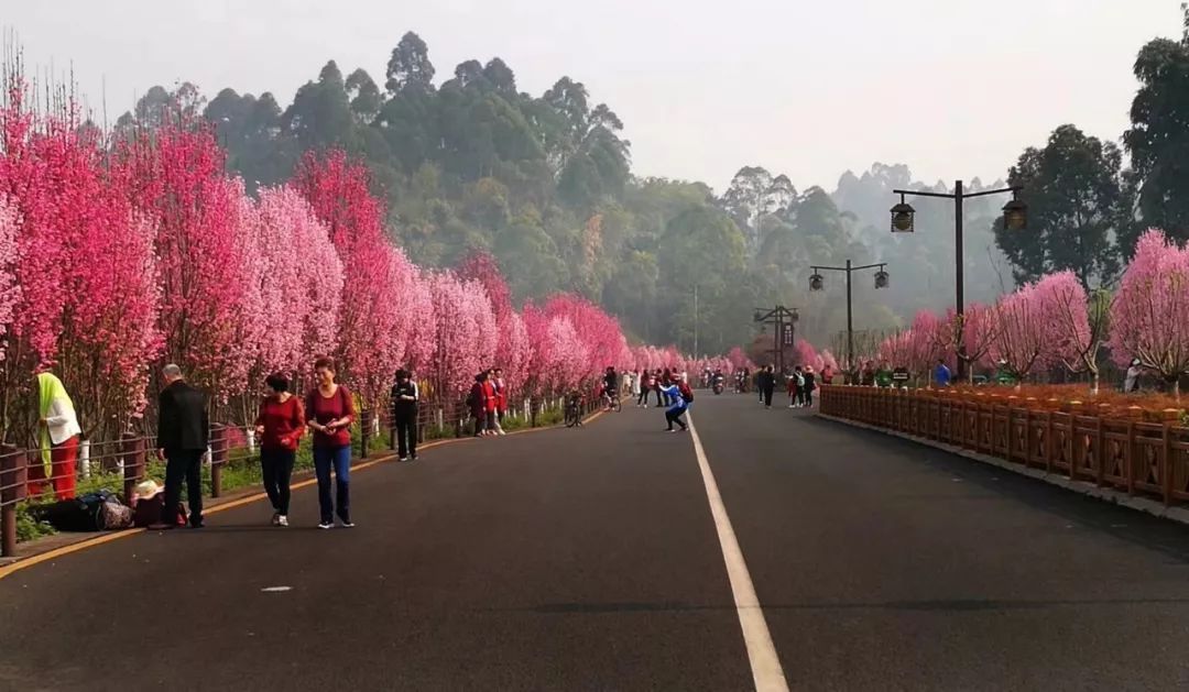 从没见过乐山绿心公园游客超大佛峨眉！太震撼！