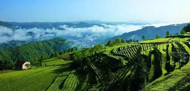 三月花开正艳,宜昌各地踏青赏花活动异彩纷呈