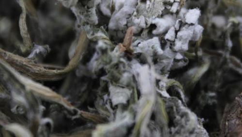 体检查出幽门螺旋杆菌怎么办?菜市买2种食物