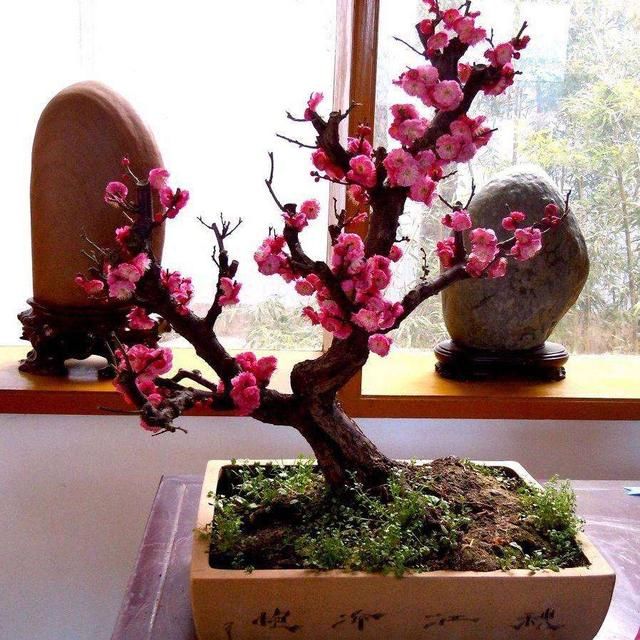 腊梅盆栽用什么土壤种植好