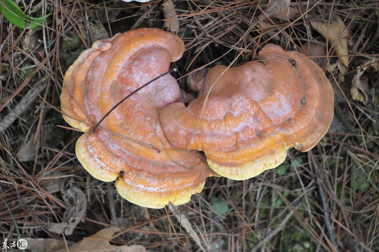 纯天然野生灵芝,山中天然野生灵芝