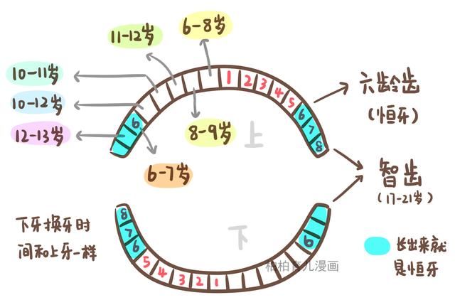 寶寶出牙順序和換牙時間是怎樣的?看完這幾張圖你就懂