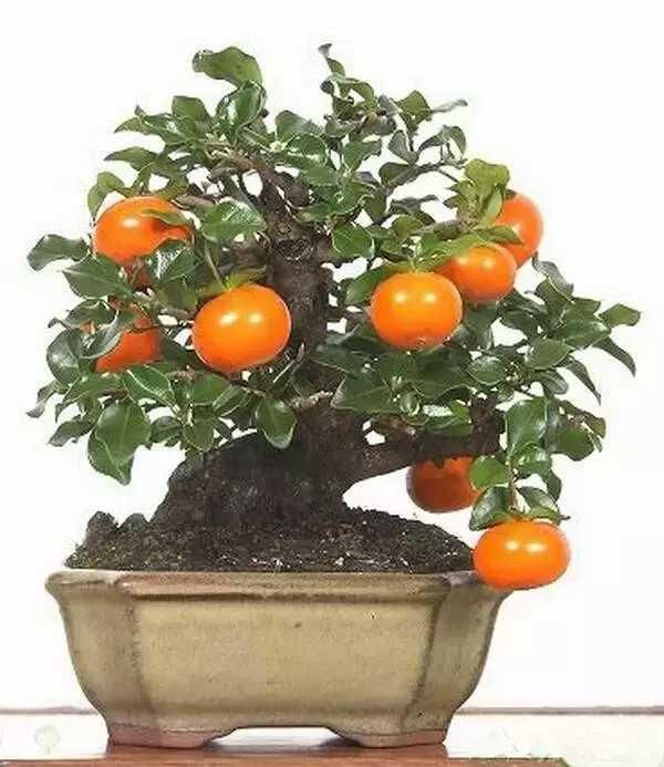 "挂果"了, 一组观果的精品盆景欣赏 观果植物是指果实形状或