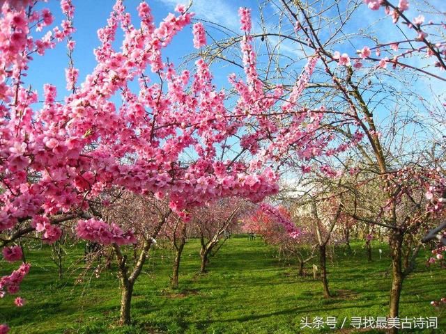 如夢令·道是梨花不是 宋代:嚴蕊 道是梨花不是. 道是杏花不是.