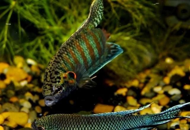 现作为观赏鱼,价格昂贵!