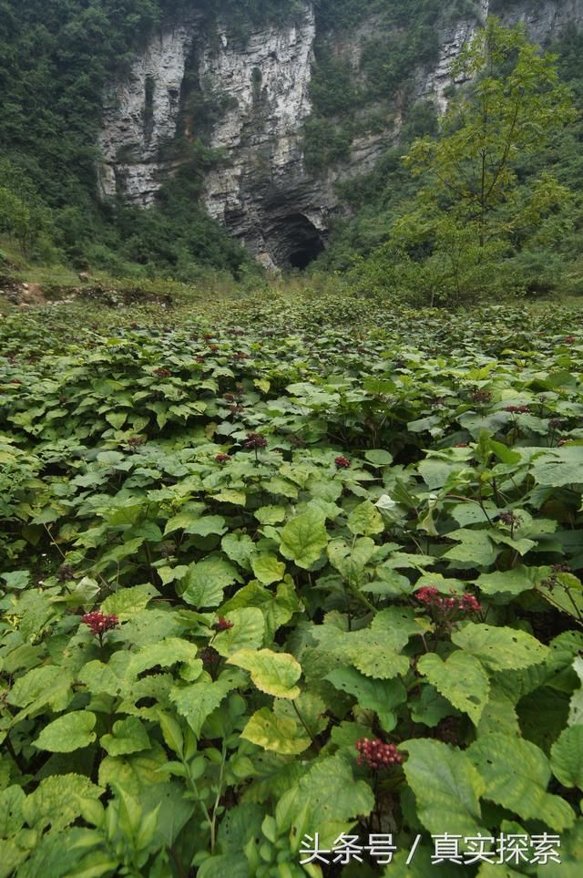 湖北现神秘天坑_湖北利川大瓮天坑,难忘的一次采访 湖北就此有了天坑